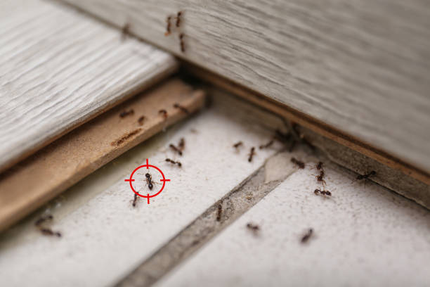 Best Termite Control Services  in North Middletown, NJ