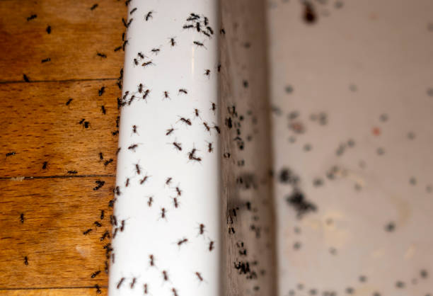 North Middletown, NJ Pest Control Company