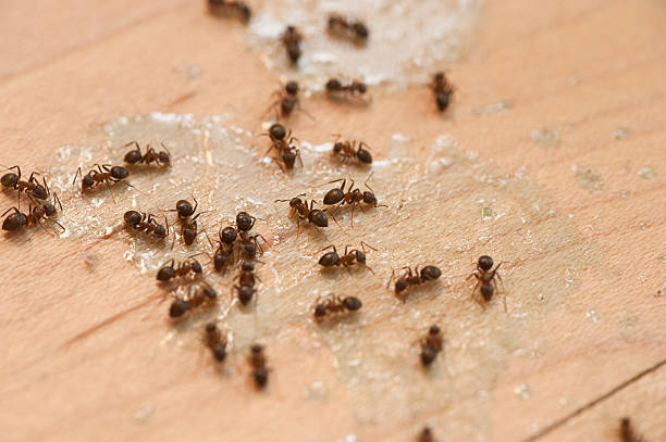 Best Pest Control for Businesses  in North Middletown, NJ