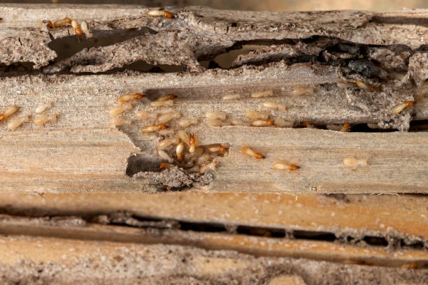 Best Affordable Pest Control Services  in North Middletown, NJ
